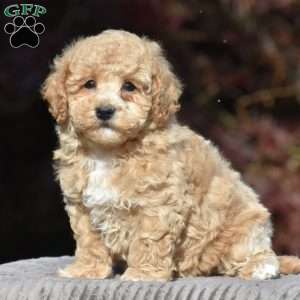 Benson, Bich-Poo Puppy